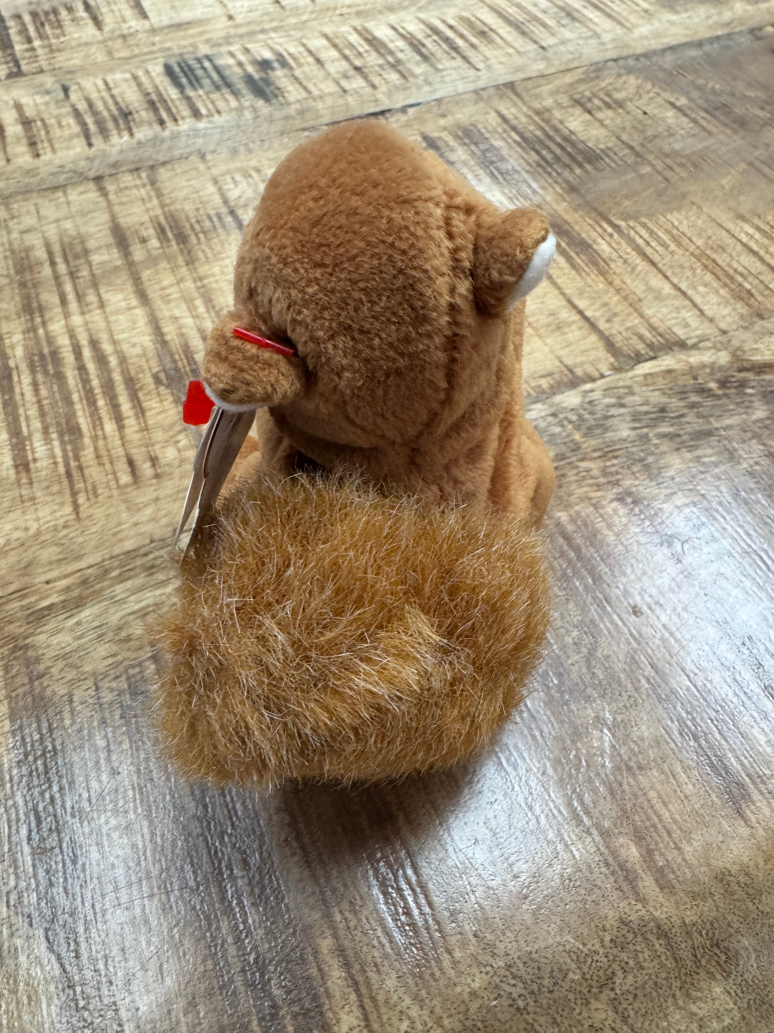 Nuts the Squirrel Beanie Baby ERRORS 9+ VERY RARE Retired 4114 TY