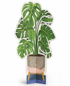 Seltzer Goods Monstera Paper Plant